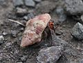 Krabbe Seichter Sandstrand Einsiedlerkrebs