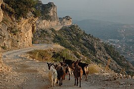 Dhitë në rrethinën e Krujës