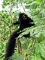 szerecsenmaki (Eulemur macaco)