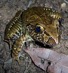 Giant Barred Frog (Mixophyes iteratus)