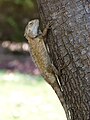 Oriental garden lizard in Vellore, తమిళనాడు, India.