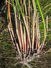 Base of flowering stems (culms)