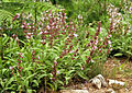 Salvia officinalis