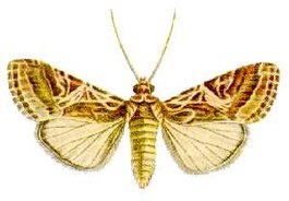 Spodoptera litura