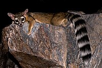 Ring-tailed cat