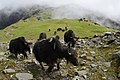 eine Gruppe von über einem Dutzend Yaks auf einem grasbewachsenen in der Ferne von Nebel verhangenem, flachen Bergkamm