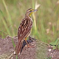 At Queen Elizabeth National Park, Uganda