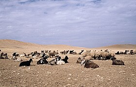 Mixed herd of goats and sheep for efficient grazing, Syria[46]