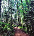 The Cable Bay Trail leading down through the forest