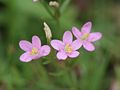 Centaurium pulchellum: detail of the inflorescense, Photo by Kristian Peters