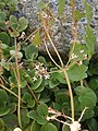 Crassula multicava