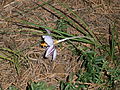 Crocus laevigatus 'Fontenayi' side view