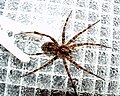 Dolomedes scriptus--Body 1", spinerettes almost invisible. Unlikely to dangle. I would not like to be bitten.