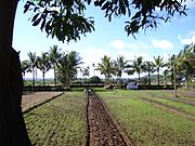 Fields in Saligao, Goa.