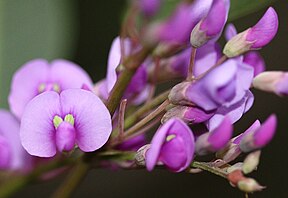 Blüte der Purple Coral Pea (Hardenbergia violacea)