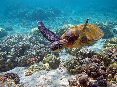 Green turtle