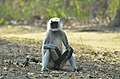 Hanuman-Langur