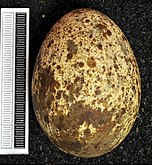 Egg, collection of the Museum Wiesbaden