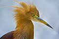 Image 31Pond herons are herons, typically 40–50 cm (16–20 in) long with an 80–100 cm (31–39 in) wingspan, which mostly breed in the tropical Old World. The photo shows a heron at Bangabandhu Sheikh Mujib Safari Park. Photo Credit: Abdul Momin