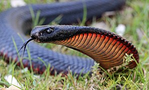 mullu, die wohl namensgebende Rotbäuchige Schwarzotter