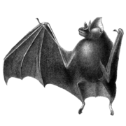 Drawing of bat