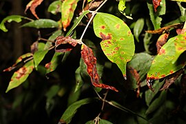 Leaves with myrtle rust damage