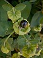 Silene baccifera fruit