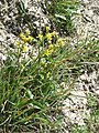 Solidago virgaurea subsp. alpestris