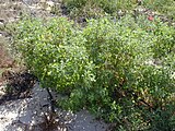 ʻĀheahea (Chenopodium oahuense)