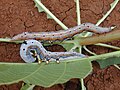 Caterpillars, lateral view