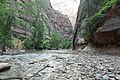 "Zion Narrows" Yürüyüş Patikası başlangıcı