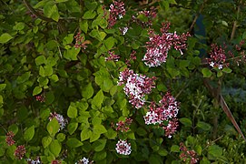 Syringa microphylla