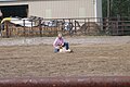 The competitor ties together three legs of the goat