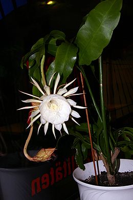 Epiphyllum oxypetalum