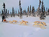 Dog Mushing