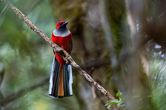 A male Whitehead's trogon (one side)