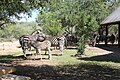 Wilde Gnus und Zebras kommen mit ihren Jungen ans Haus