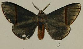 Epanaphe moloneyi