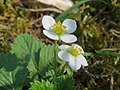 Wald-Erdbeere Fragaria vesca