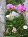 Armeria alpina