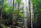 Old-growth European Beech forest in Biogradska Gora National Park, Montenegro