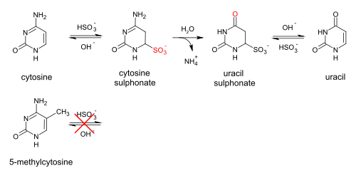 When treated with sodium bisulfite, cytosine is converted to uracil, while methylated cytosine is unaffected.