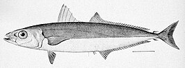 Decapterus punctatus