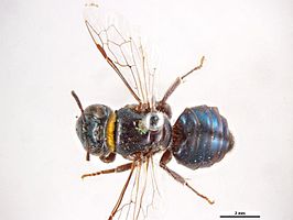 Euryglossa rubricata