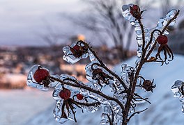 Freezing rain in Quebec City, Canada