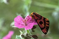 Adult on flower