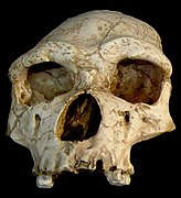 Arago XXI, Homo erectus tautavelensis holotype (0.45 Ma)