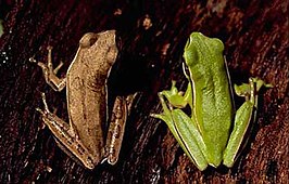 Hypsiboas pulchellus