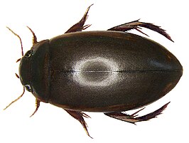 Ilybius fuliginosus