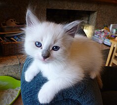 a small ragdoll kitten laying down and looking at the camera